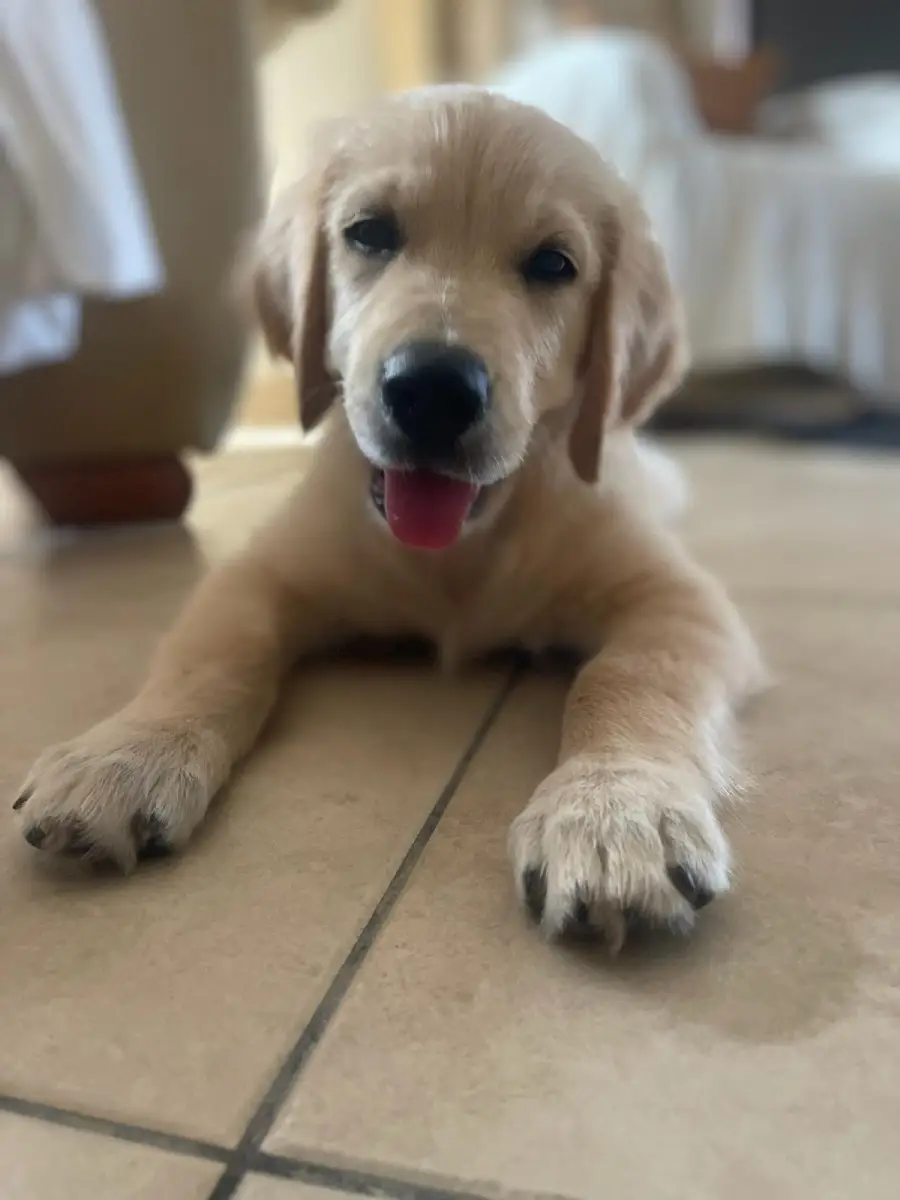 Perro feliz en la playa